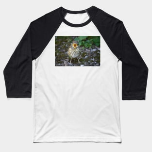 Little Mistle Thrush Baseball T-Shirt